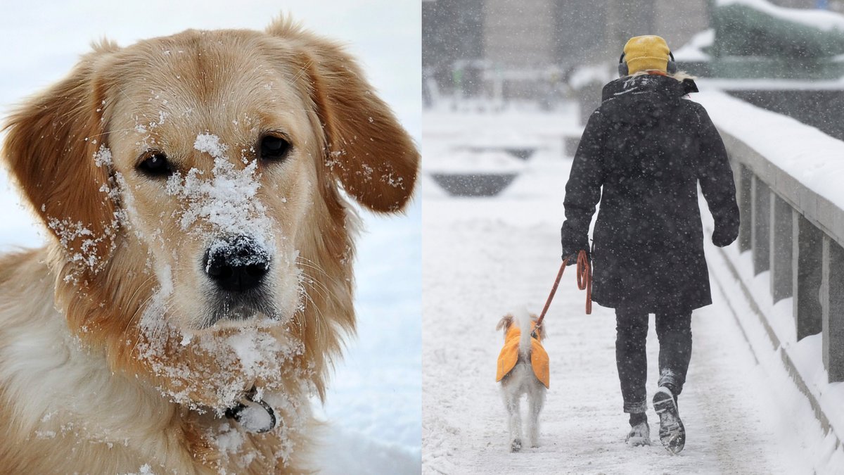 Här är hundraserna som är känsligast för vinterns kyla. 